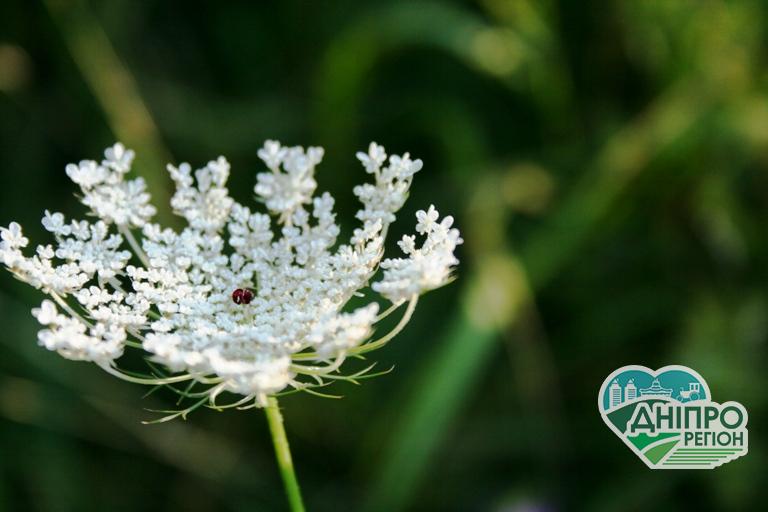 Погода в Днепре и области 14 августа: Осень дышит в затылок Погода у Дніпрі та області 14 серпня: Осінь дихає в потилицю