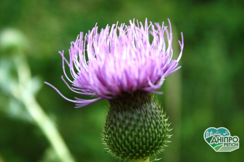 Прогноз погоды в Днепре на 18 августа