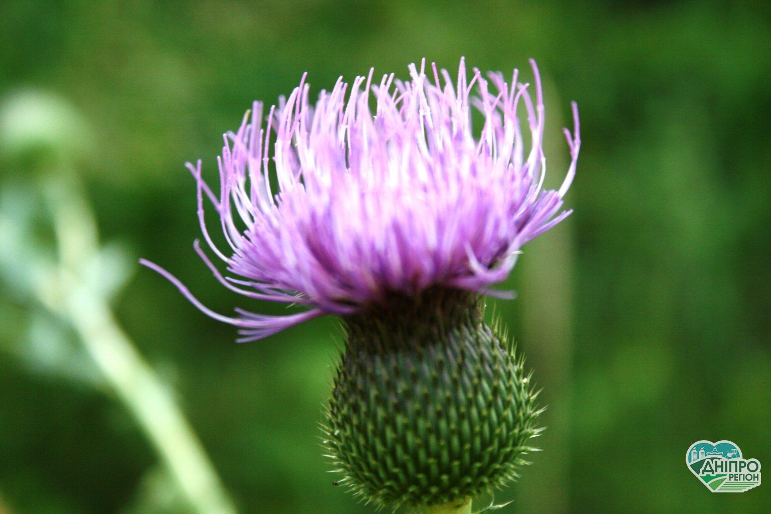 Прогноз погоды в Днепре на 18 августа Прогноз погоды в Днепре на 18 августа