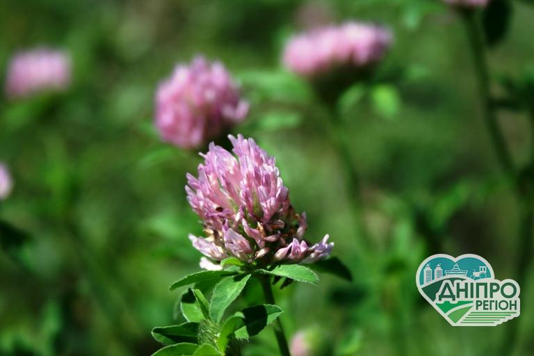 Прогноз погоди на 3 серпня: Ще один день прохолоди на Дніпропетровщині