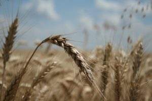 Державна підтримка аграріям: 125 млн грн на компенсацію відсотків по кредитам