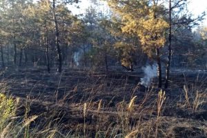 Под Днепром горел лес: совместными усилиями пожар ликвидирован