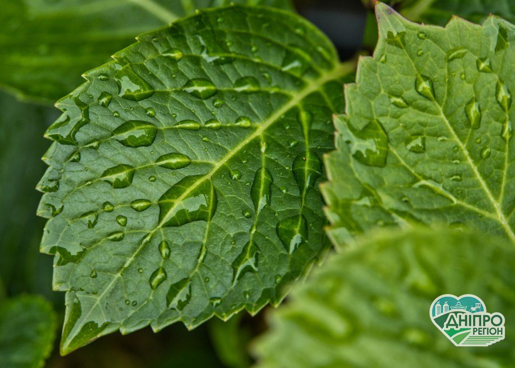 Погода на 11 серпня: за прогнозами дощитемо, не забудьте парасольку