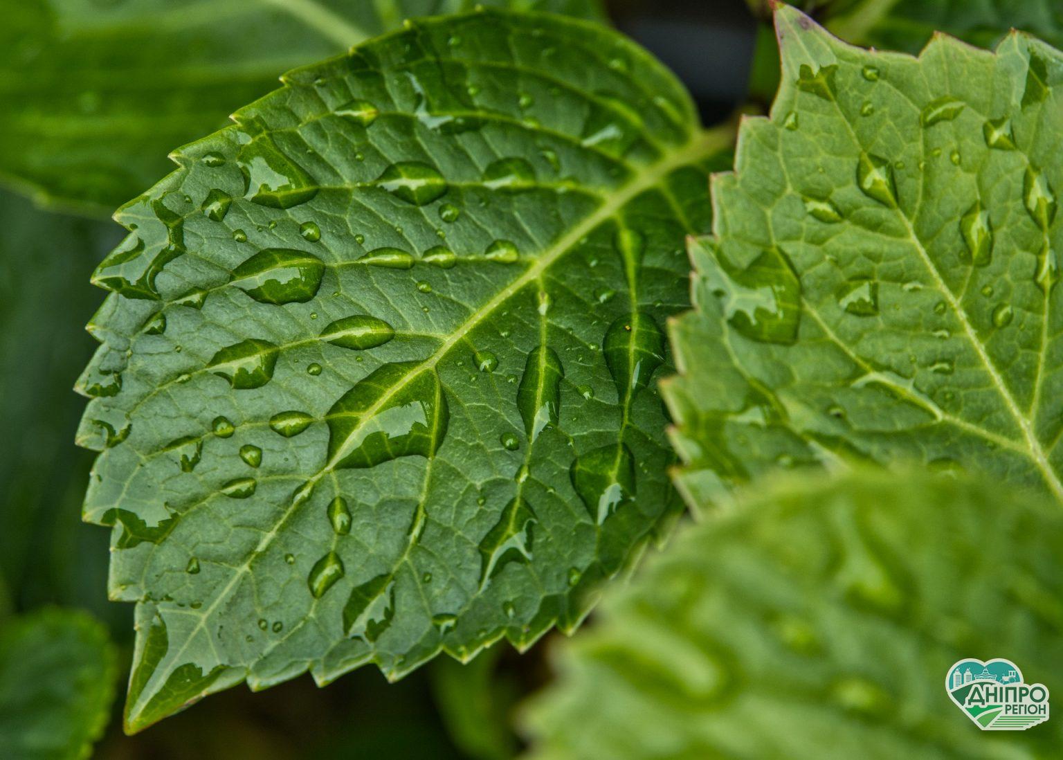 Погода на 11 серпня: за прогнозами дощитиме, не забудьте парасольку Погода на 11 серпня: за прогнозами дощитемо, не забудьте парасольку