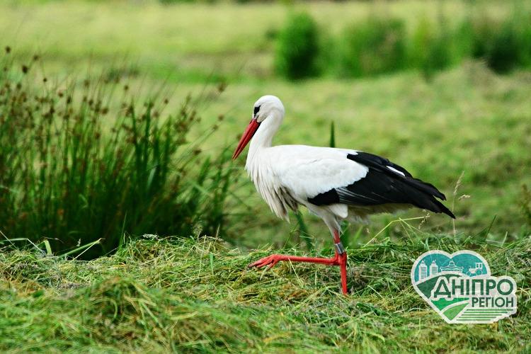 Безоплатне ЕКЗ: На Дніпропетровщині допоможуть поквапити лелек Безоплатне ЕКО: На Дніпропетровщині допоможуть поквапити лелек