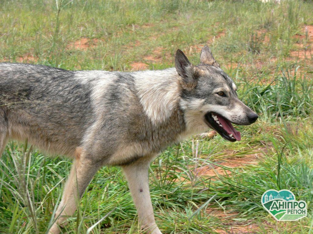 На Днепропетровщине объявили карантин из-за вспышки бешенства у животных На Дніпропетровщині оголосили карантин через спалах сказу у тварин