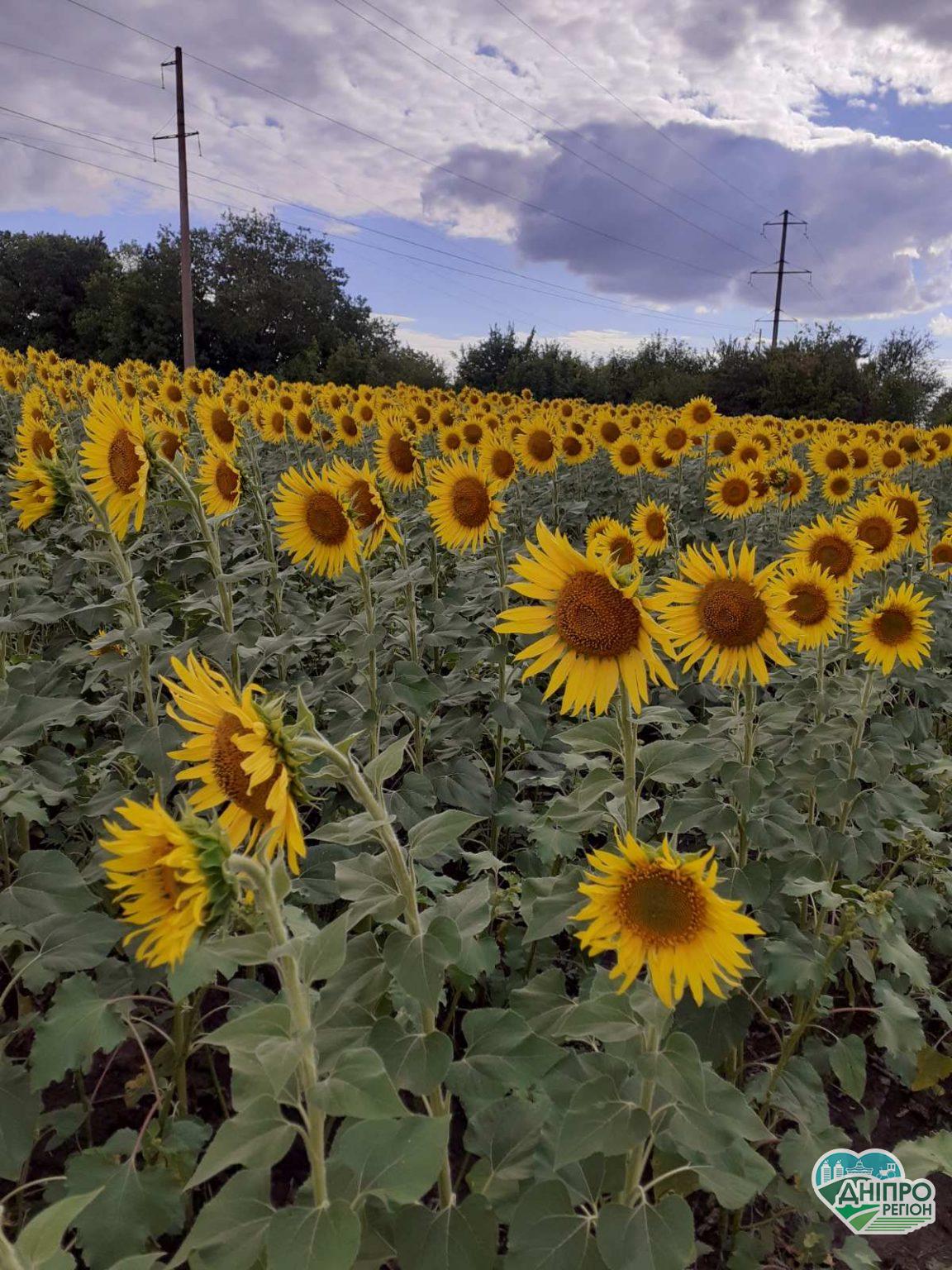 На Дніпропетровщині фермеру навмисно знищіли 68 га соняшника (відео)