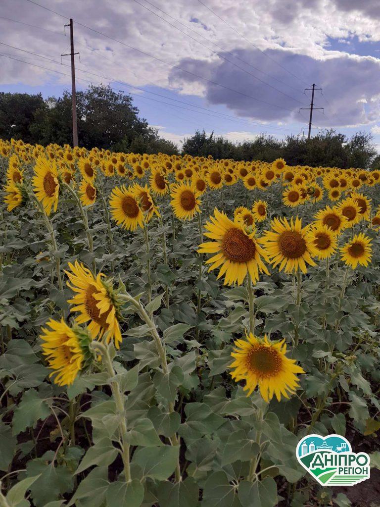 На Дніпропетровщині фермеру навмисно знищіли 68 га соняшника (відео)