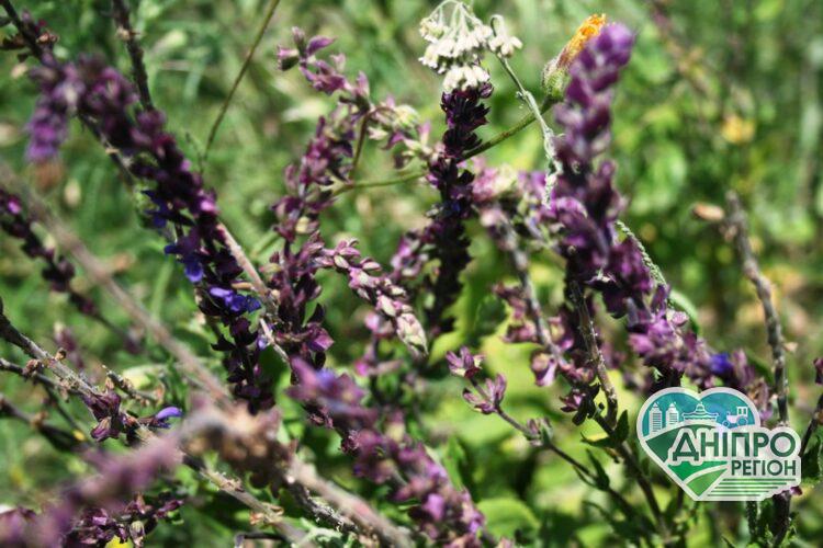 Прогноз погоды в Днепре на 3 сентября Новини Дніпра. Прогноз погоди у Дніпрі на 3 вересня