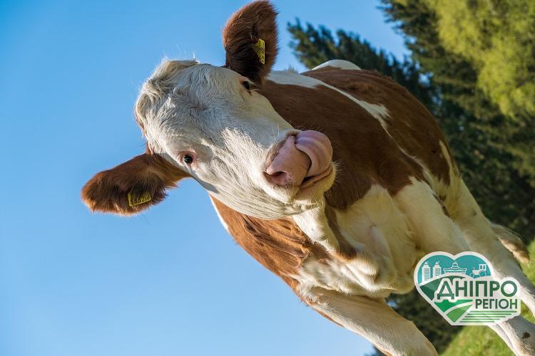 Вниманию садоводов и животноводов Днепропетровщины – срок подачи документов на помощь от государства продлен До уваги садівників та тваринників Дніпропетровщини – терміни подачі документів на допомогу від держави подовжено