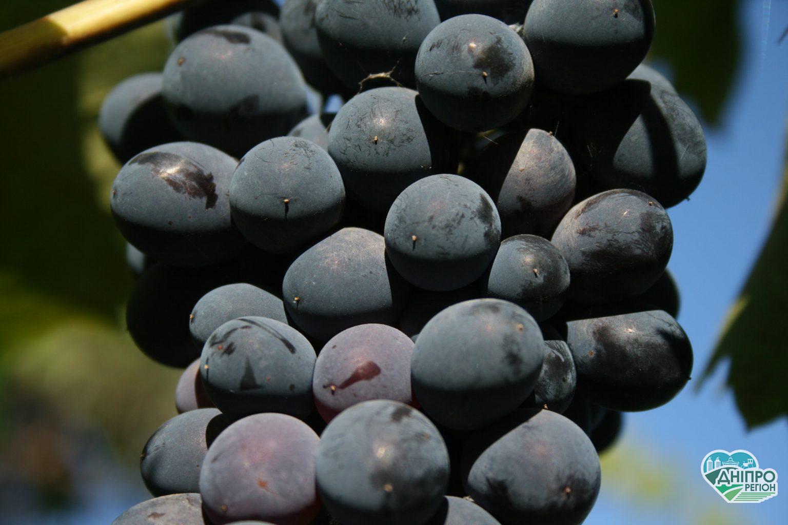 Картоплярі та винороби Дніпропетрощини можуть отримати допомогу від держави