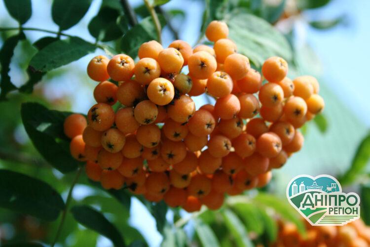 Прогноз погоды в Днепре на 23 сентября Новини Дніпра. Прогноз погоди у Дніпрі на 23 вересня