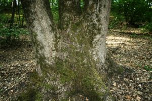 Уряд хоче заборонити приватизовувати лісгоспи. Чи підтримає його парламент?