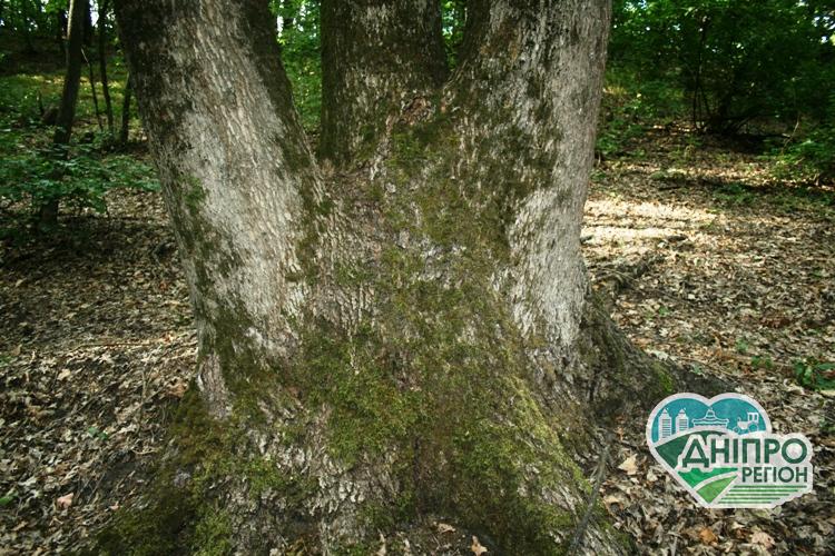 Правительство хочет запретить приватизировать лесхозы. Поддержит ли его парламент? заборонити приватизовувати лісгоспи