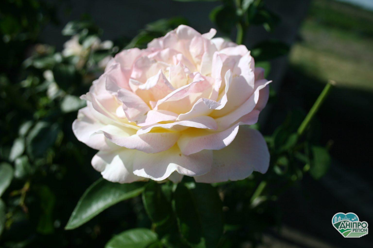 Прогноз погоды в Днепре на 12 сентября Новини Дніпра. Прогноз погоди у Дніпрі на 12 вересня