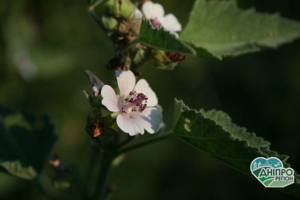 Новини Дніпра. Прогноз погоди у Дніпрі на 11 вересня