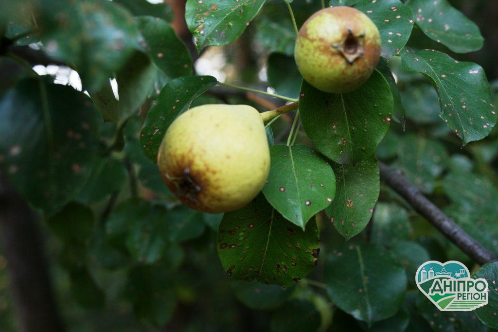 Новини Дніпра. Прогноз погоди у Дніпрі на 7 вересня