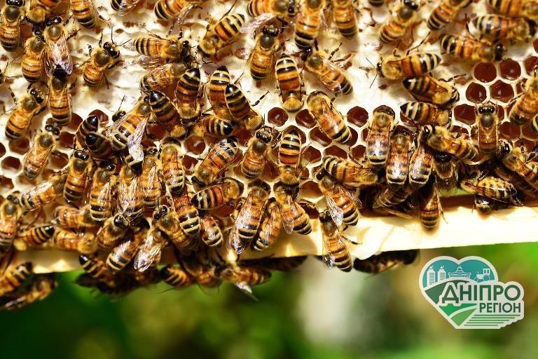Пасічники Дніпропетровщини можуть отримати державну підтримку Пасічники Дніпропетровщини можуть отримати державну підтримку