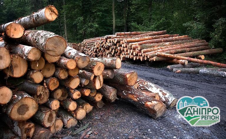 На Дніпропетровщині законність вирубки лісу можна перевірити онлайн На Дніпропетровщині законність врубки лісу можна перевірити онлайн
