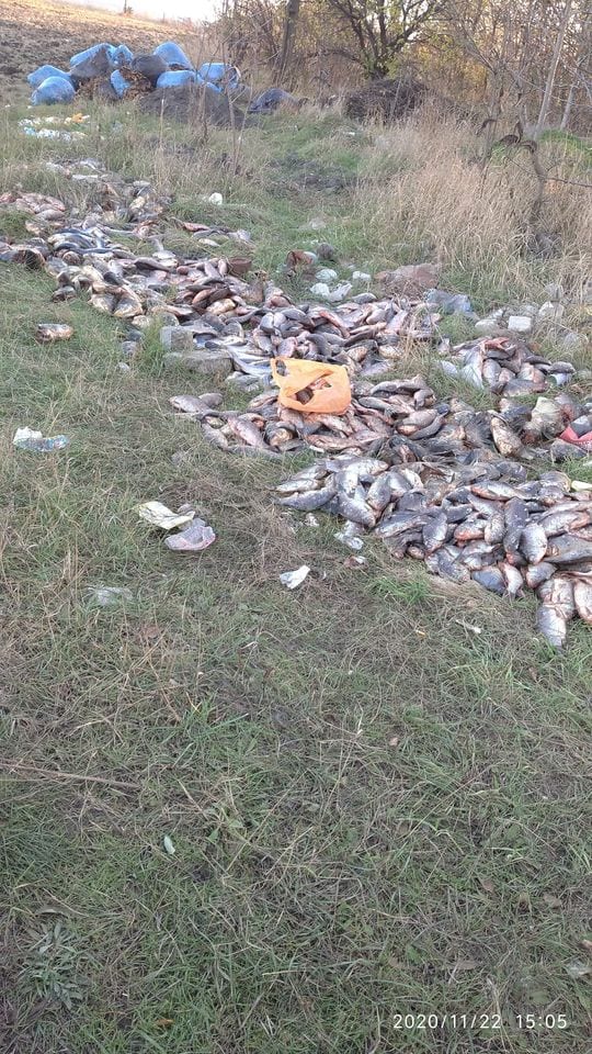 На Дніпропетровщині в лісосмугу викинули велику кількість риби