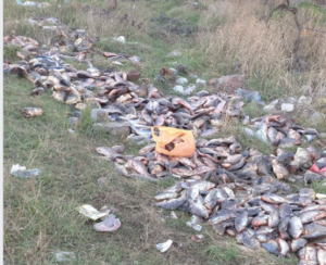 На Дніпропетровщині в лісосмугу викинули велику кількість риби