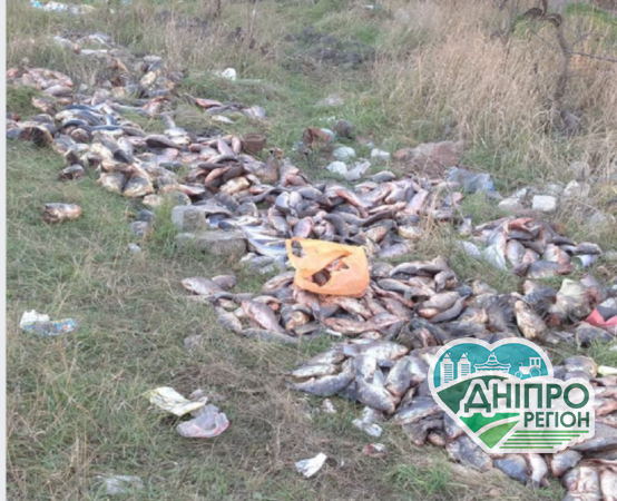 На Дніпропетровщині в лісосмугу викинули велику кількість риби На Дніпропетровщині в лісосмугу викинули велику кількість риби