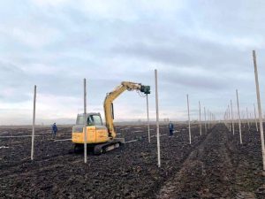 На Дніпропетровщині розпочалися роботи по створенню нового грушевого саду
