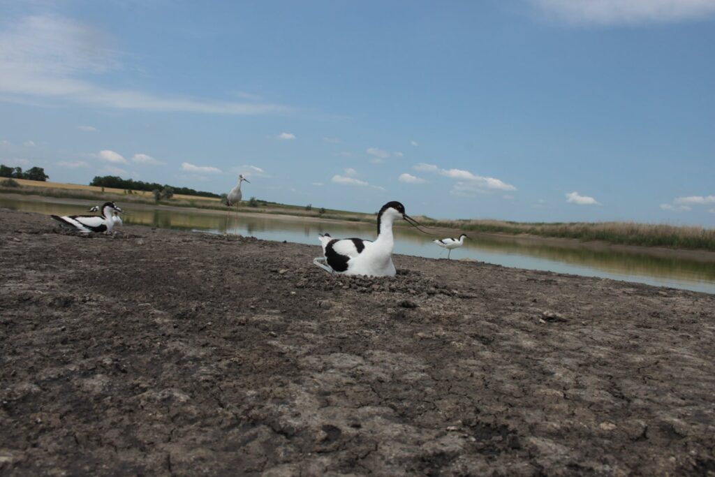 На Дніпропетровщині оселилися червонокнижні птахи, яких за 40 років спостережень побачили вперше Новини Дніпропетровщини. На Дніпропетровщині оселилися червонокнижні птахи, яких за 40 років спостережень побачили вперше.