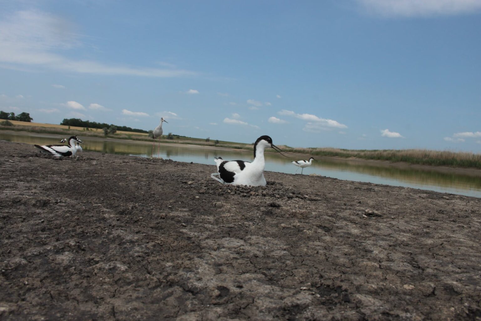 На Дніпропетровщині оселилися червонокнижні птахи, яких за 40 років спостережень побачили вперше Новини Дніпропетровщини. На Дніпропетровщині оселилися червонокнижні птахи, яких за 40 років спостережень побачили вперше.