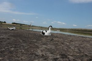 На Дніпропетровщині оселилися червонокнижні птахи, яких за 40 років спостережень побачили вперше