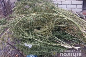 Партію канабісу вилучили в Павлограді на Дніпропетровщині