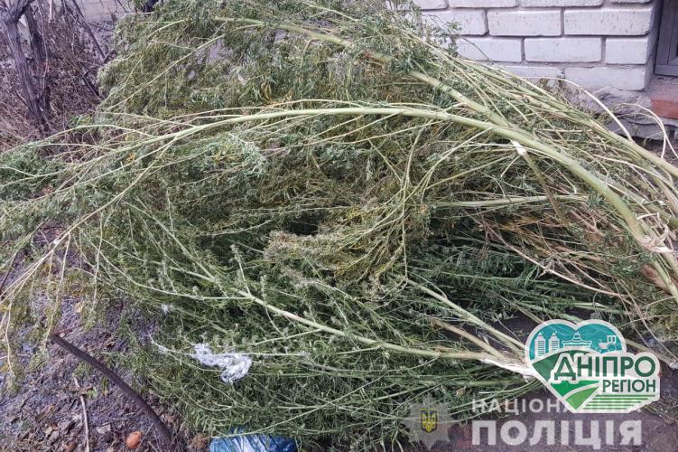 Партію канабісу вилучили в Павлограді на Дніпропетровщині Новини Дніпропетровщини. Партію канабісу вилучили в Павлограді на Дніпропетровщині