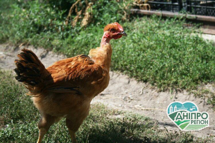 Як перевіряти курочок «на натуральність»: лайфхак від дієтолога Новини Дніпропетровщини. Як перевіряти курочок «на натуральність»: лайфхак від дієтолога.