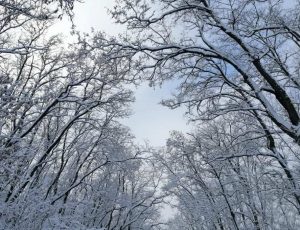 Дніпровсько-Орільський заповідник тепер під юрисдикцією Міндовкілля