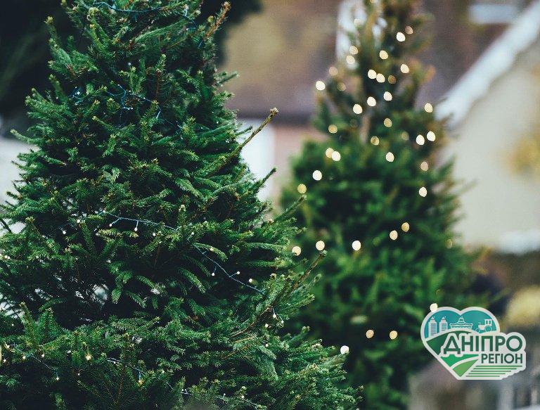 Де у Дніпрі на Новий рік купити ялинку: адреса по всьому місту Де у Дніпрі на Новий рік купити ялинку: адреса по всьому місту