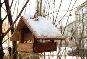 Мешканців Дніпропетровщини закликають долучитися до акції «Нагодуй птахів взимку»