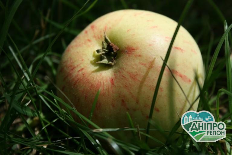 На Дніпропетровщині продовжується сезон робіт в «Садах Дніпра» Новини Дніпра. На Дніпропетровщині продовжується сезон робіт в яблуневому саду