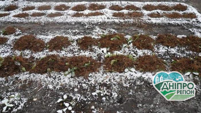 Місячний календар на 17 грудня: що можна робити в саду та в теплиці Новини Дніпра. Місячний календар на 17 грудня: що можна робити в саду та в теплиці