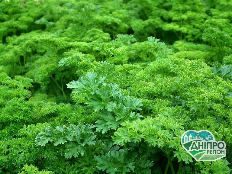 Місячний календар: 9 грудня, що можна робити в саду та на городі Новини Дніпра. 9 грудня Місяць каже мешканцям Дніпропетровщини: «Відпочиньте!»