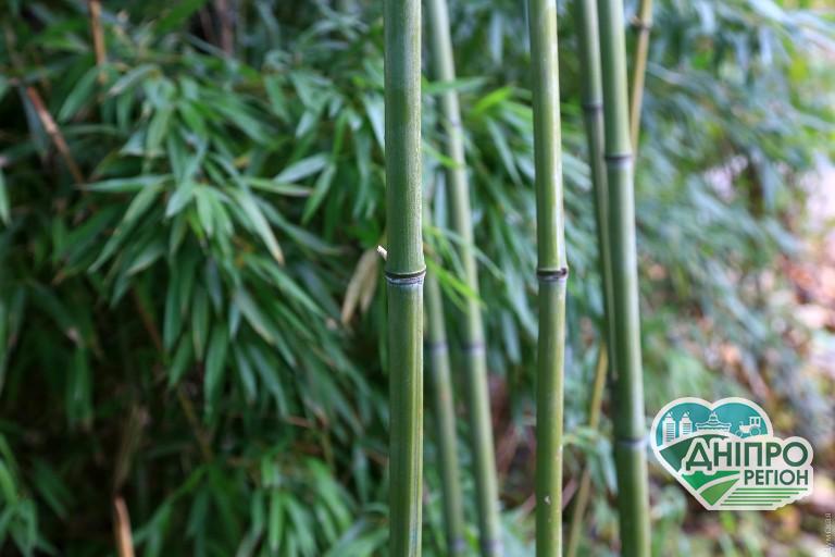 Бамбукові зарості в затишних двориках півдня України (фото) Бамбукові зарості в затишних двориках півдня України