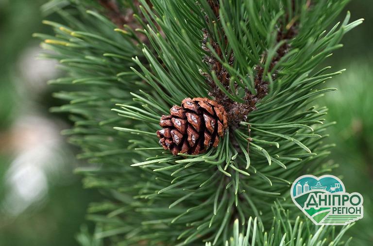 В лісах Дніпропетровщини з 10 грудня посилюють охорону хвойних дерев Новини Дніпра. В лісах Дніпропетровщини з 10 грудня посилюють охорону хвойних дерев