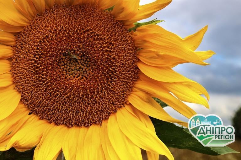 Жителів Дніпропетровщини перерахують в 2023 році Жителів Дніпропетровщини перерахують в 2023 році