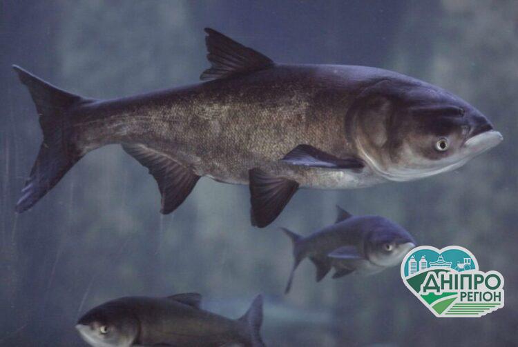 На Дніпропетровщині «НІБУЛОН» поповнив рибні запаси річки Дніпро Новини Дніпра. На Дніпропетровщині «НІБУЛОН» поповнив рибні запаси річки Дніпро