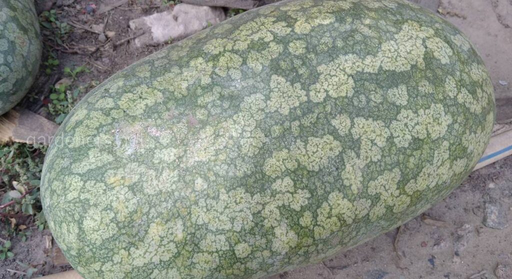 Що воно таке кавбуз: корисні властивості чудо-овоча Новини Дніпра. Що воно таке кавбуз: корисні властивості чудо-овоча