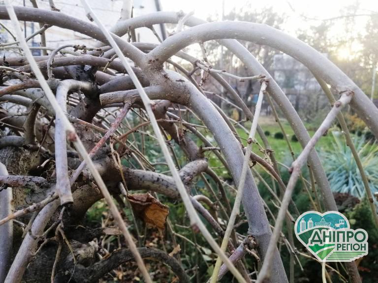 Місячний календар: що робити садоводу Дніпропетровщини 5 грудня Місячний календар: що робити садоводу Дніпропетровщини 5 грудня