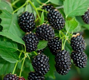 На Дніпропетровщині BerryMore Activ збільшує площі з вирощування ожини