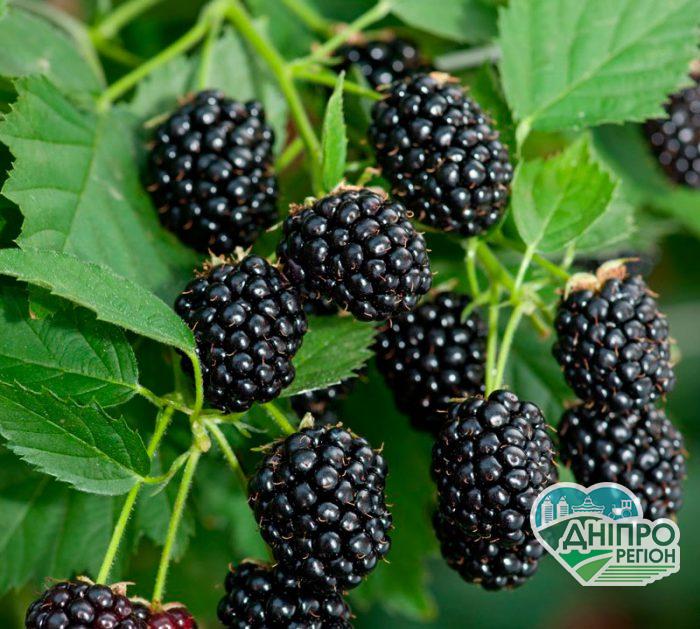 На Дніпропетровщині BerryMore Activ збільшує площі з вирощування ожини Агроновини. На Дніпропетровщині BerryMore Activ збільшує площі вирощування ожини