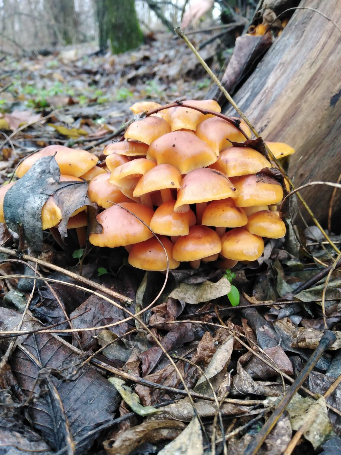 Опеньок зимовий: на Дніпропетровщині триває грибний сезон Новини Дніпропетровщини. фламмуліна