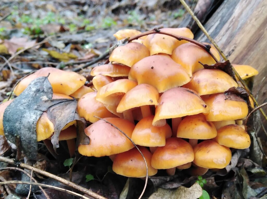 Опеньок зимовий: на Дніпропетровщині триває грибний сезон Новини Дніпропетровщини. фламмуліна