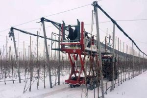 На Дніпропетровщині яблуні ховають під сіткою: навіщо?
